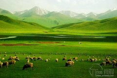 怎么運(yùn)營(yíng)畜牧行業(yè)微信公眾號(hào)方法大揭秘